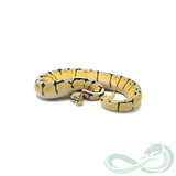 Pastel Spider Het Puzzle (Female #1)