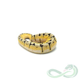 Pastel Spider Het Puzzle (Female #1)