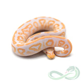 Albino Black Pastel (Female #1)