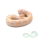 Albino Black Pastel (Female #1)