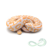 Albino Black Pastel (Female #2)
