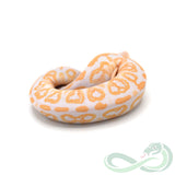 Albino Black Pastel (Female #2)