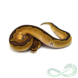 Enchi Clown (Female #1)