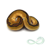 Enchi Clown (Female #1)