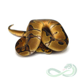 Enchi Clown (Female #2)