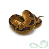 Enchi Clown (Female #2)