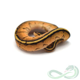 Pastel Genetic Stripe (Female #1)