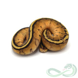 Pastel Genetic Stripe (Female #2)