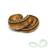 Pastel Genetic Stripe (Female #2)