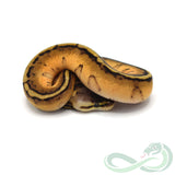 Pastel Genetic Stripe (Female #3)