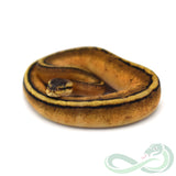 Pastel Genetic Stripe (Female #4)