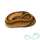 Pastel Genetic Stripe (Female #4)