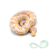 Albino Black Pastel (Male #1)