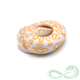 Albino Black Pastel (Male #1)