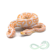 Albino Black Pastel (Male #2)