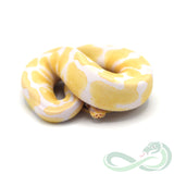 Albino Het Pied (Male #1)