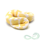 Albino Het Pied (Male #1)