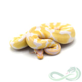 Albino Het Pied (Male #2)