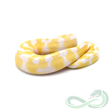 Albino Het Pied (Male #2)