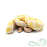 Albino Het Pied (Male #3)