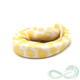 Albino Het Pied (Male #3)