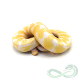 Albino Het Pied (Male #4)