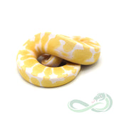 Albino Het Pied (Male #4)