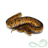 Clown (Male #2)