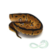 Clown (Male #2)