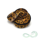 Clown (Male #3)