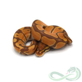 Ultramel (Male #1)