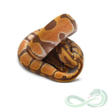 Ultramel (Male #2)