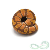 Ultramel (Male #2)