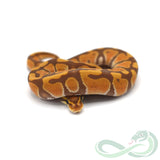 Ultramel (Male #4)